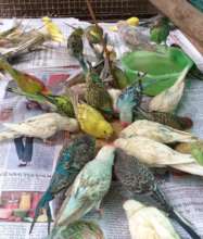 injured budgerigars are recovering