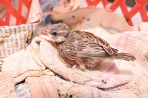 Treated House Sparrow