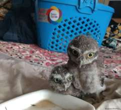 BABIES RESCUED BY OUR STAFF