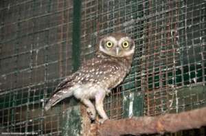 BABY OWLET HEALTHY AND FIT