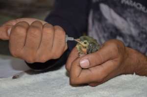 RESCUED COPPERSMITH BARBET BABY UNDER  CARE