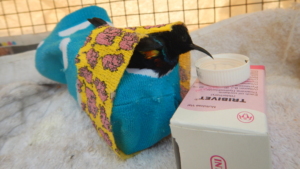 A purple sunbird with a fractured leg on a sling
