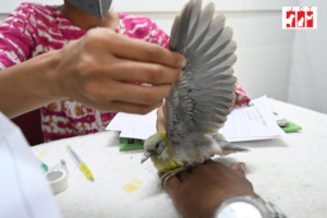 Infant green pigeon under treatment
