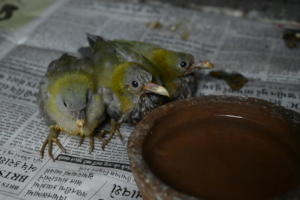 Infant Green pigeons at our facility