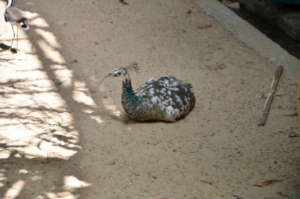 Peahen resting in an aviary