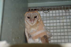 Barn owl recovering after a fracture surgery