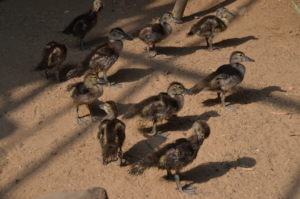 Ducklings soaking themselves in sun afterbreakfast