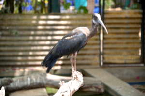 Black ibis recovering in the aviary
