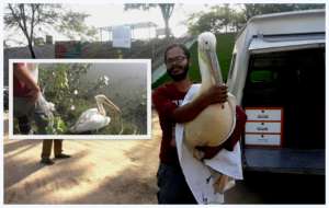 Great white pelican being released