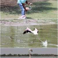 Greater Flamingo