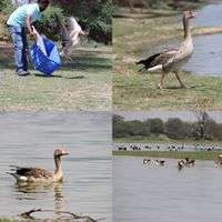 Greylag goose