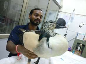 Comb duck recovery from anesthesia