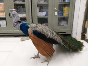 Peacock with a Ulna fracture