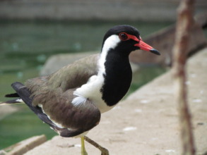 Red-wattled lapwing with dislocated wing