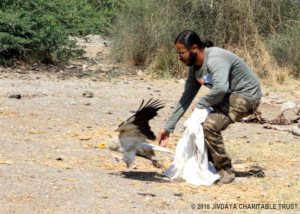 Release of Egyptian vulture