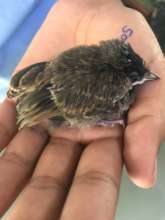RED VENT BULBUL BABY UNDER CARE OF VETS