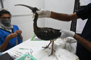 Ibis with a broken leg treated at our facility