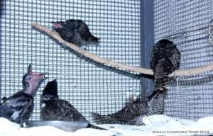 kOEL AND CROW BABIES  NURTURED IN A CAGE