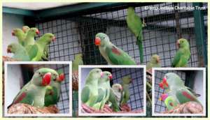 Hand-raised parakeets of three species