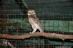 strong and fit owlet ready for release