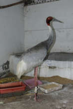 Standing alright after treatment