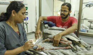 Treatment of sarus crane