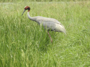 Sarus crane released in natural habitat