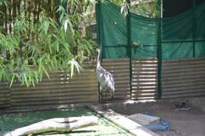 Roaming in our aviary