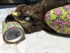 Black kite still under anaesthesia