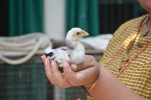A chick nestling which was hatched at JCT