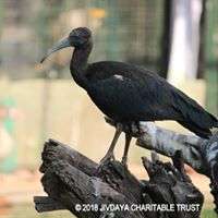 GROWN UP BIRD TO BE RELEASED IN WETLAND