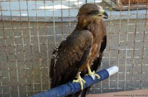 Recovered-glue-trap-free black kite