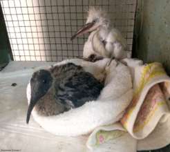 RESCUED BABY IBIS AND EGRET
