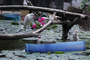 BIRD NOW READY TO BE RELEASED