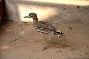 Indian thick knee (Burhinus indicus) under care