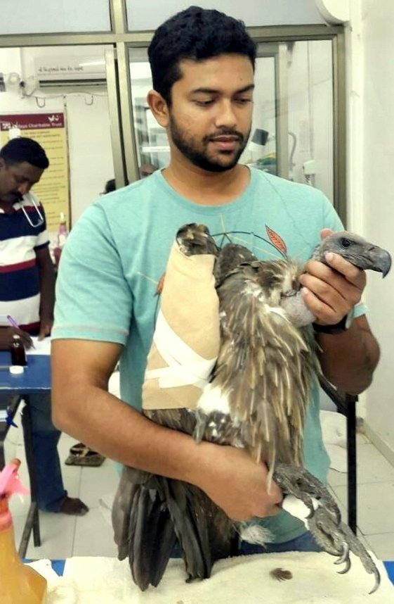 Avian Rehabilitation
