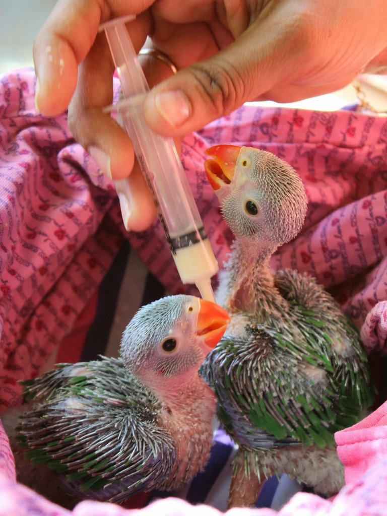 Avian Rehabilitation