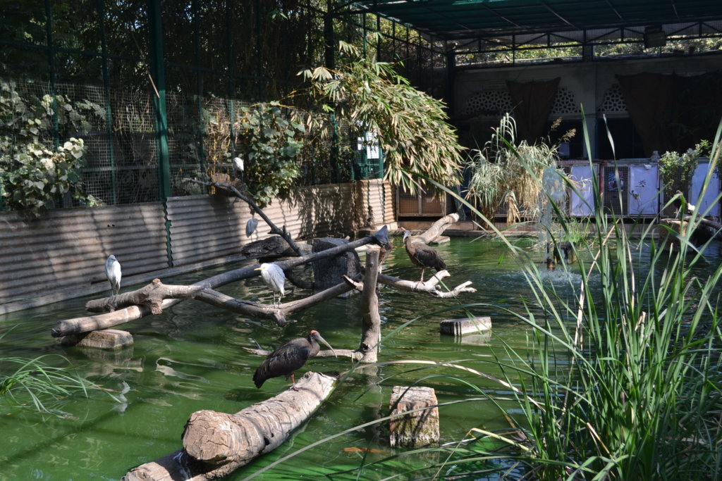 Avian Rehabilitation