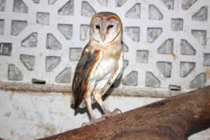 Barn owl in a limited activity enclosure