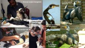 Cormorant rehabilitation showing all stages