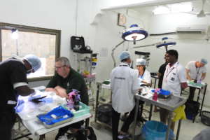 Main avian surgery room