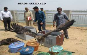 Release of birds that have fully recovered