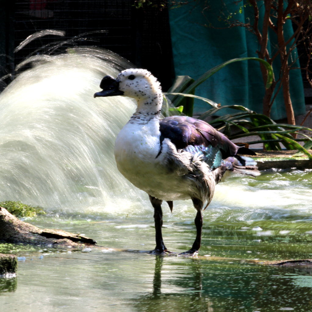 Avian Rehabilitation