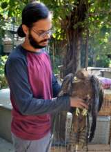 Our Aviary expert handling glued kite