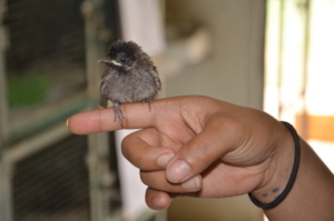 Red Vented Bulbul infant
