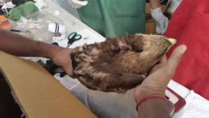 Primary treatment ( First Aid)