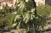 Cultivating Indigenous Figs in Ouezzane, Morocco