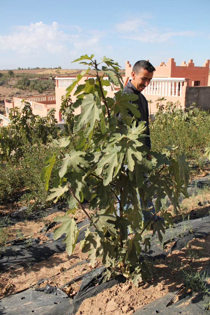 Cultivating Indigenous Figs in Ouezzane, Morocco