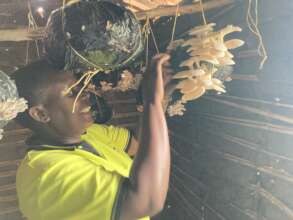 Growing Mushrooms