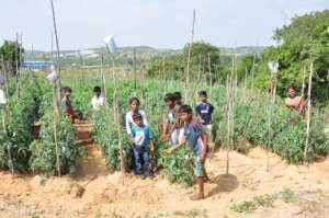 Tomato cultivation at Ashagram